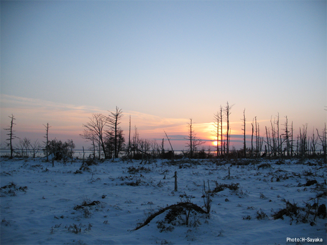 雪景色 北海道 冬 野付半島 トドワラ夕陽